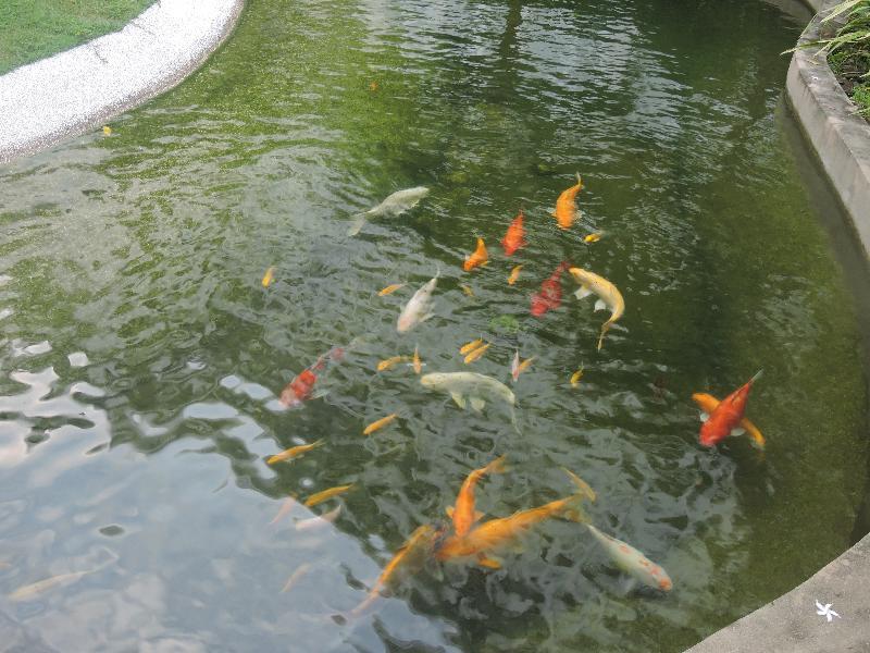 Готель The Millen Penang, Autograph Collection Джорджтаун Екстер'єр фото Koi in a pond